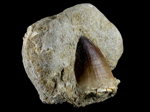 XL 2" Mosasaur Prognathodon Fossil Tooth In Matrix Cretaceous Dinosaur Era COA - Fossil Age Minerals