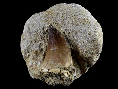 XL 2" Mosasaur Prognathodon Fossil Tooth In Matrix Cretaceous Dinosaur Era COA - Fossil Age Minerals