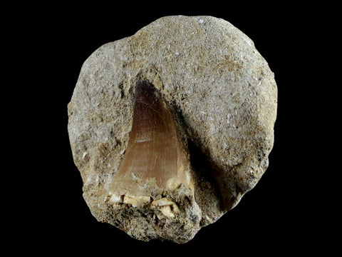 XL 2" Mosasaur Prognathodon Fossil Tooth In Matrix Cretaceous Dinosaur Era COA - Fossil Age Minerals