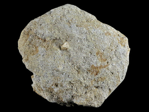 XL 2" Mosasaur Prognathodon Fossil Tooth In Matrix Cretaceous Dinosaur Era COA - Fossil Age Minerals