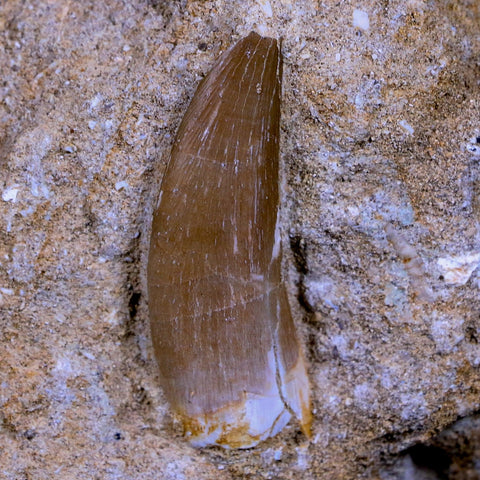 1.5" Plesiosaur Zarafasaura Tooth Fossil In Matrix Cretaceous Dinosaur Era COA - Fossil Age Minerals