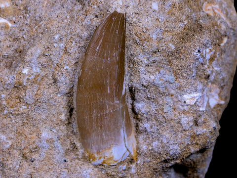 1.5" Plesiosaur Zarafasaura Tooth Fossil In Matrix Cretaceous Dinosaur Era COA - Fossil Age Minerals