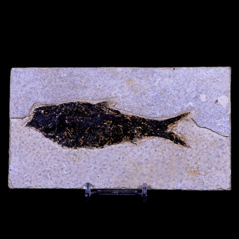 XL 4.6" Knightia Eocaena Fossil Fish Green River FM WY Eocene Age COA & Stand - Fossil Age Minerals