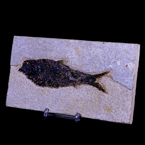 XL 4.6" Knightia Eocaena Fossil Fish Green River FM WY Eocene Age COA & Stand - Fossil Age Minerals