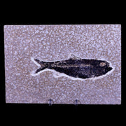 XL 4.7" Knightia Eocaena Fossil Fish Green River FM WY Eocene Age COA & Stand