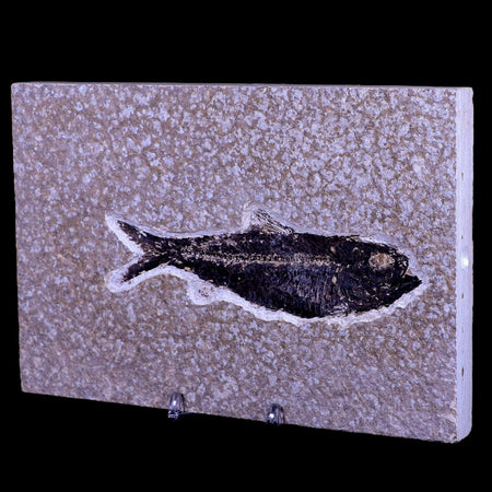 XL 4.7" Knightia Eocaena Fossil Fish Green River FM WY Eocene Age COA & Stand