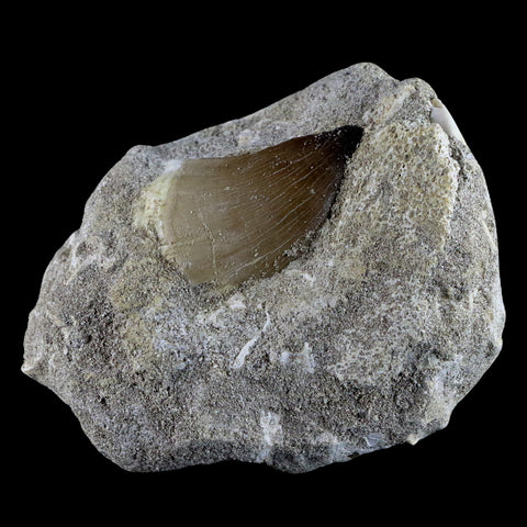 1.7" Mosasaur Prognathodon Fossil Tooth In Matrix Cretaceous Dinosaur Era COA - Fossil Age Minerals
