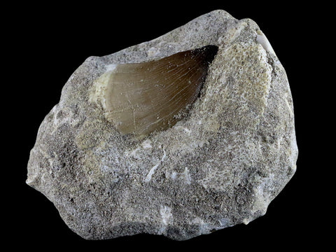 1.7" Mosasaur Prognathodon Fossil Tooth In Matrix Cretaceous Dinosaur Era COA - Fossil Age Minerals