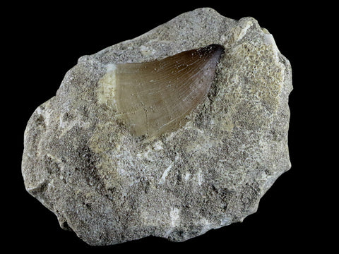 1.7" Mosasaur Prognathodon Fossil Tooth In Matrix Cretaceous Dinosaur Era COA - Fossil Age Minerals