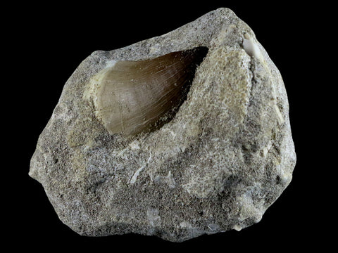 1.7" Mosasaur Prognathodon Fossil Tooth In Matrix Cretaceous Dinosaur Era COA - Fossil Age Minerals