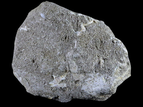 1.7" Mosasaur Prognathodon Fossil Tooth In Matrix Cretaceous Dinosaur Era COA - Fossil Age Minerals