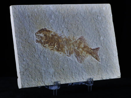 Rare 3.2" Phareodus Encaustus Fossil Fish Green River Formation Wyoming Stand