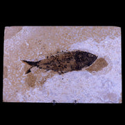 XXL 5.8" Knightia Eocaena Fossil Fish Green River FM WY Eocene Age COA & Stand