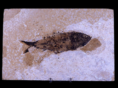 XXL 5.8" Knightia Eocaena Fossil Fish Green River FM WY Eocene Age COA & Stand - Fossil Age Minerals