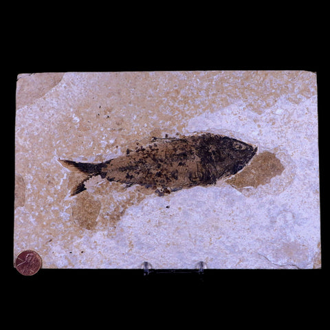 XXL 5.8" Knightia Eocaena Fossil Fish Green River FM WY Eocene Age COA & Stand - Fossil Age Minerals