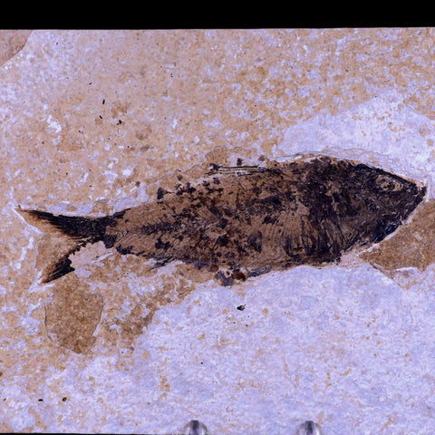 XXL 5.8" Knightia Eocaena Fossil Fish Green River FM WY Eocene Age COA & Stand - Fossil Age Minerals