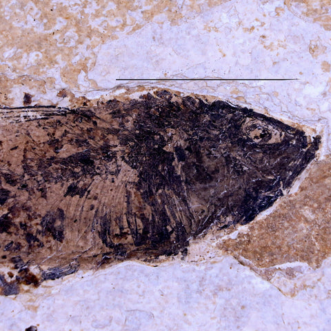 XXL 5.8" Knightia Eocaena Fossil Fish Green River FM WY Eocene Age COA & Stand - Fossil Age Minerals