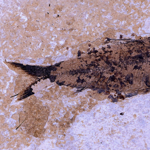 XXL 5.8" Knightia Eocaena Fossil Fish Green River FM WY Eocene Age COA & Stand - Fossil Age Minerals