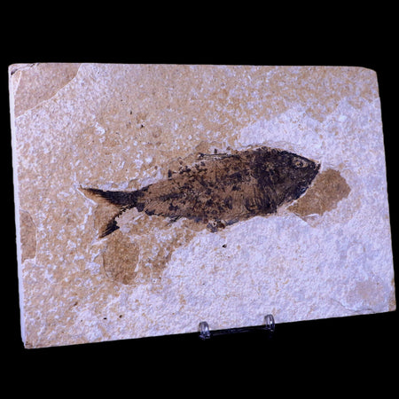 XXL 5.8" Knightia Eocaena Fossil Fish Green River FM WY Eocene Age COA & Stand