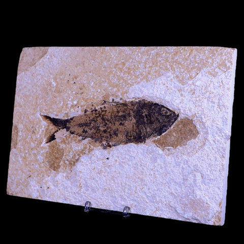 XXL 5.8" Knightia Eocaena Fossil Fish Green River FM WY Eocene Age COA & Stand - Fossil Age Minerals