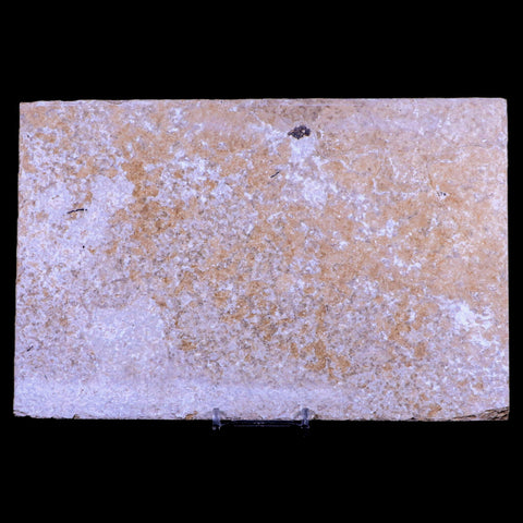 XXL 5.8" Knightia Eocaena Fossil Fish Green River FM WY Eocene Age COA & Stand - Fossil Age Minerals