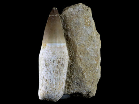 4.2" Mosasaur Prognathodon Fossil Tooth Rooted Cretaceous Dinosaur Era COA