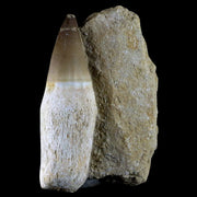 4.2" Mosasaur Prognathodon Fossil Tooth Rooted Cretaceous Dinosaur Era COA
