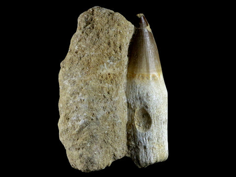 4.2" Mosasaur Prognathodon Fossil Tooth Rooted Cretaceous Dinosaur Era COA - Fossil Age Minerals