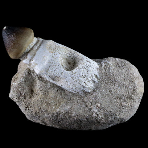 3.1" Globidens Mosasaur Fossil Tooth Root In Matrix Cretaceous Dinosaur Era COA - Fossil Age Minerals