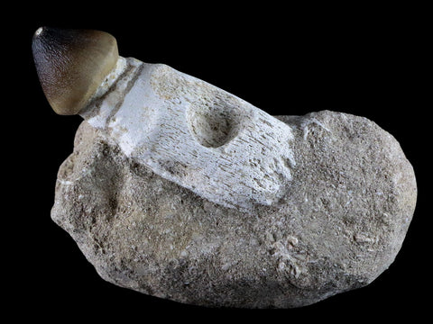 3.1" Globidens Mosasaur Fossil Tooth Root In Matrix Cretaceous Dinosaur Era COA - Fossil Age Minerals