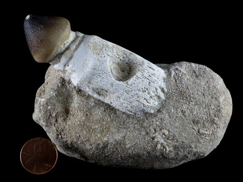 3.1" Globidens Mosasaur Fossil Tooth Root In Matrix Cretaceous Dinosaur Era COA - Fossil Age Minerals