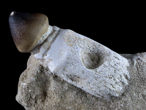 3.1" Globidens Mosasaur Fossil Tooth Root In Matrix Cretaceous Dinosaur Era COA - Fossil Age Minerals