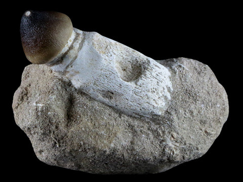 3.1" Globidens Mosasaur Fossil Tooth Root In Matrix Cretaceous Dinosaur Era COA - Fossil Age Minerals
