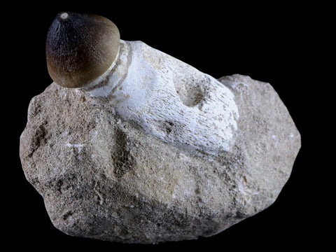 3.1" Globidens Mosasaur Fossil Tooth Root In Matrix Cretaceous Dinosaur Era COA - Fossil Age Minerals