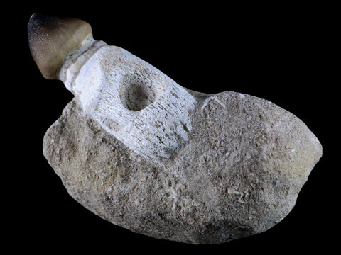 3.1" Globidens Mosasaur Fossil Tooth Root In Matrix Cretaceous Dinosaur Era COA - Fossil Age Minerals