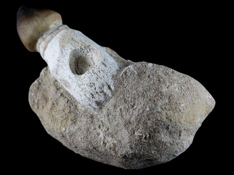 3.1" Globidens Mosasaur Fossil Tooth Root In Matrix Cretaceous Dinosaur Era COA - Fossil Age Minerals