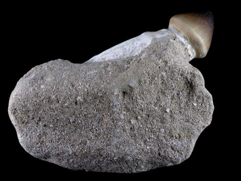 3.1" Globidens Mosasaur Fossil Tooth Root In Matrix Cretaceous Dinosaur Era COA - Fossil Age Minerals