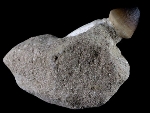 3.1" Globidens Mosasaur Fossil Tooth Root In Matrix Cretaceous Dinosaur Era COA - Fossil Age Minerals