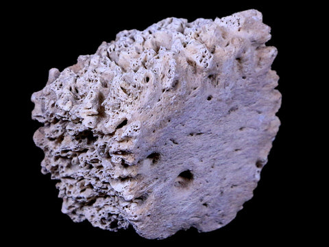 1.7" Glyptodon Fossil Osteoderm Scute Plate Bony Armor Pliocene Age Uruguay COA - Fossil Age Minerals