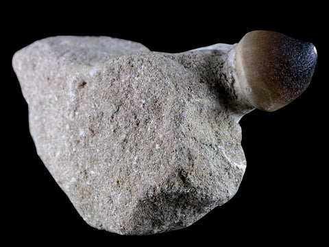 3.1" Globidens Mosasaur Fossil Tooth Root In Matrix Cretaceous Dinosaur Era COA - Fossil Age Minerals