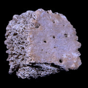 1.8" Glyptodon Fossil Osteoderm Scute Plate Bony Armor Pliocene Age Uruguay COA