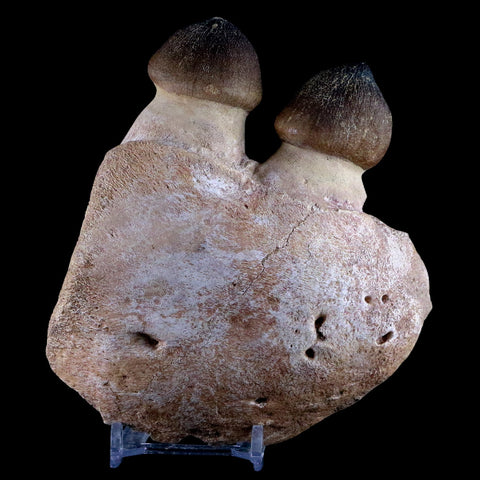 4.7" Globidens Mosasaur Fossil Teeth Jaw Bone Cretaceous Dinosaur Era COA - Fossil Age Minerals