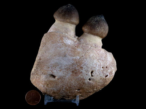 4.7" Globidens Mosasaur Fossil Teeth Jaw Bone Cretaceous Dinosaur Era COA - Fossil Age Minerals