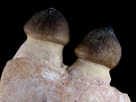 4.7" Globidens Mosasaur Fossil Teeth Jaw Bone Cretaceous Dinosaur Era COA