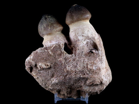 4.7" Globidens Mosasaur Fossil Teeth Jaw Bone Cretaceous Dinosaur Era COA - Fossil Age Minerals