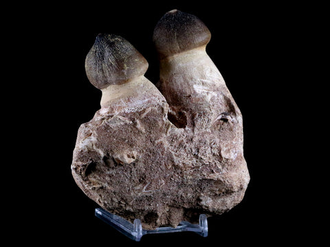 4.7" Globidens Mosasaur Fossil Teeth Jaw Bone Cretaceous Dinosaur Era COA - Fossil Age Minerals
