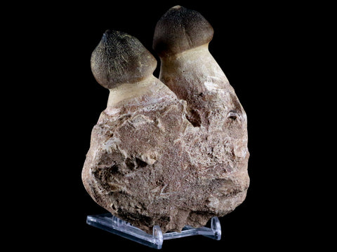 4.7" Globidens Mosasaur Fossil Teeth Jaw Bone Cretaceous Dinosaur Era COA - Fossil Age Minerals