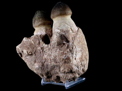 4.7" Globidens Mosasaur Fossil Teeth Jaw Bone Cretaceous Dinosaur Era COA - Fossil Age Minerals