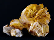 1.9" Orange Barite Blades Crystal Mineral Specimen Mabladen Morocco 1.4 OZ