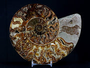 XL 6.4" Half Cut Cleoniceras Ammonite Fossil Shell Jurassic Age Madagascar Stand